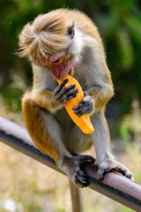 Monkey in wilderness, Sri Lanka