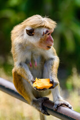 Monkey in wilderness, Sri Lanka