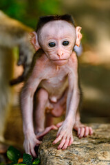 Little baby Monkey close up, Sri Lanka