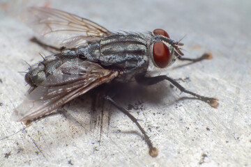 House flies sitting on the floor