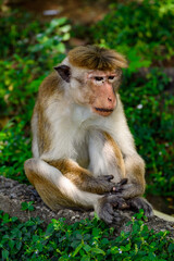 Fototapeta premium Little baby Monkey with mother, Sri Lanka