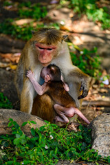 Little baby Monkey with mother, Sri Lanka