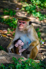 Little baby Monkey with mother, Sri Lanka