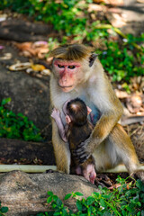Little baby Monkey with mother, Sri Lanka