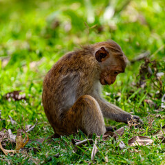 Naklejka na ściany i meble Monkey in wilderness, Sri Lanka