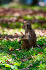Monkey in wilderness, Sri Lanka