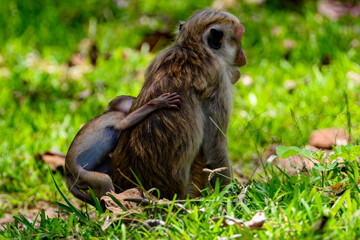 Monkey in wilderness, Sri Lanka