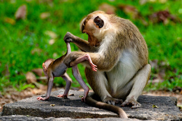 Monkey baby and mother in wilderness, Sri Lanka
