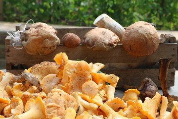 mushrooms in a basket