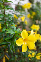 Fototapeta na wymiar Yellow flowers blooming in summer