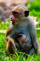 Monkey baby and mother in wilderness, Sri Lanka