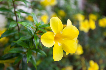 Fototapeta premium Yellow flowers blooming in summer