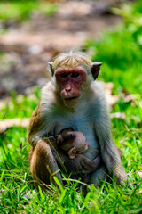 Monkey baby and mother in wilderness, Sri Lanka