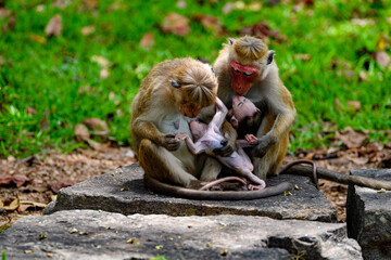 Obraz premium Monkey baby and mother in wilderness, Sri Lanka