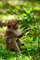 Monkey in wilderness, Sri Lanka