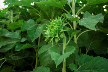 young green sunflower bud in the field close-up
