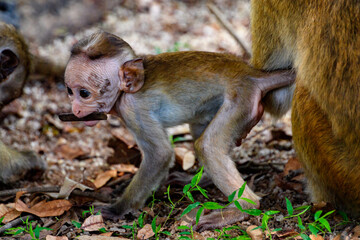 Little baby Monkey on the tree, Sri Lanka