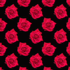 Red blooming rose. Background of flowers. Flower pattern. Flowers on a black background.