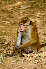 Monkey in wilderness, Sri Lanka