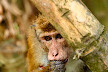 Monkey in wilderness, Sri Lanka