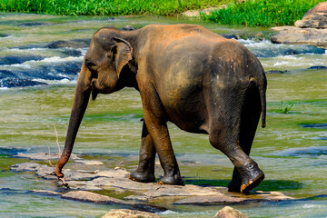 Asian elephant  walks in Pinnawala Orphanage,  Wilpattu National Park, Sri Lanka