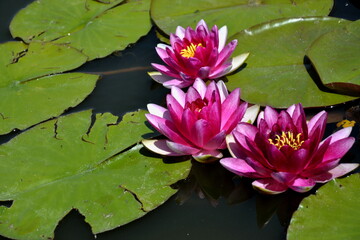 Beautiful water lily floating on water. Nymphaeum and green leaves in pond. Pink water-lilies close up. Lily flower on the water surface