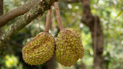 Closeup, Durian fruit on the tree in the durian garden