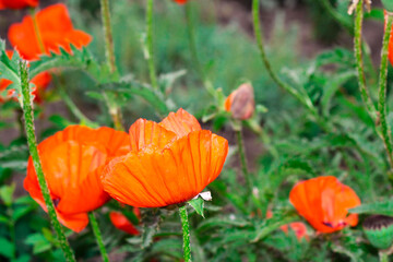 Poppy flower. The petals of the red flower.