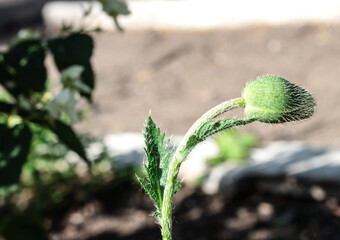 An unopened poppy Bud. Beautiful vegetation. Fluffy green Bud.