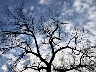 blue sky and the tree branches
