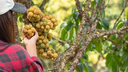 Gardeners check the quality of the fruit of longkong