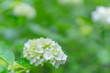 かわいいアジサイ