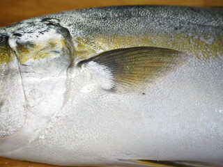 ヒラマサの胸びれ