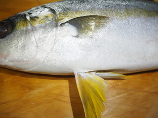 ハマチとの見分け方がわかるヒラマサの胸びれと腹びれ