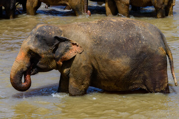 Asian elephant drinks water in Pinnawala Orphanage,  Wilpattu National Park, Sri Lanka