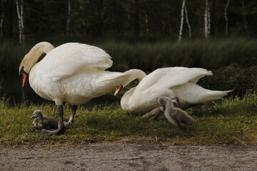 Obraz premium Familienidylle