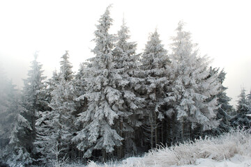 Beautiful winter landscape. Ukrainian Carpathian Mountains in winter. Snow covered pine trees. Winter Mountains Images