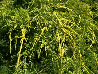 green grass in the forest