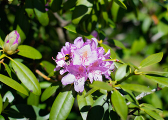 Beautiful flowers of the blooming Rhododendron. Close up.