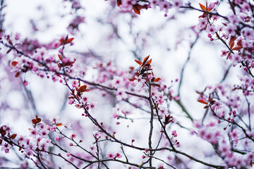 Pink cherry blossoms in spring