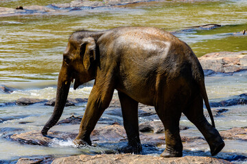 Asian elephant in Pinnawala Orphanage,  Wilpattu National Park, Sri Lanka