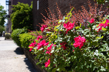 Beautiful Pink Roses during Spring along a Neighborhood Sidewalk in Astoria Queens New York