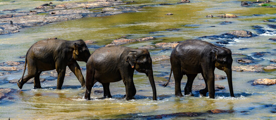 Fototapeta na wymiar Three Asian elephants in the water of Pinnawala Orphanage, Wilpattu National Park, Sri Lanka