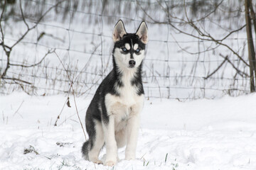 schwarz weißer siberian huskywelpe mit blauen augen im schnee