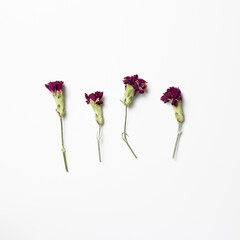 Dry pink spray carnation flowers on white background. Floral composition, flat lay, top view, copy space