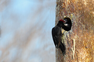 子育て中のクマゲラ