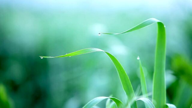 Macro landscape with green grass and dewdrops