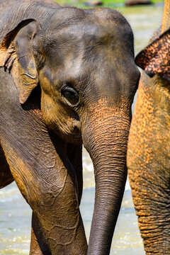 Asian elephant in Pinnawala Orphanage,  Wilpattu National Park, Sri Lanka