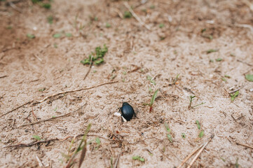 A small black bug creeps on the ground. Lone insect. Photography, concept.