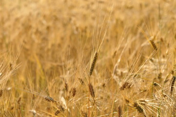 Fototapeta premium Golden wheat field